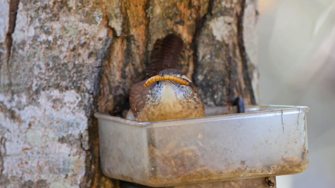 A closeup of the Eurasian wren eating a worm from a bird feeder on the tree trunk