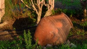 A tilted terracotta pot rests in lush grass, bathed in soft evening light filtering through trees.