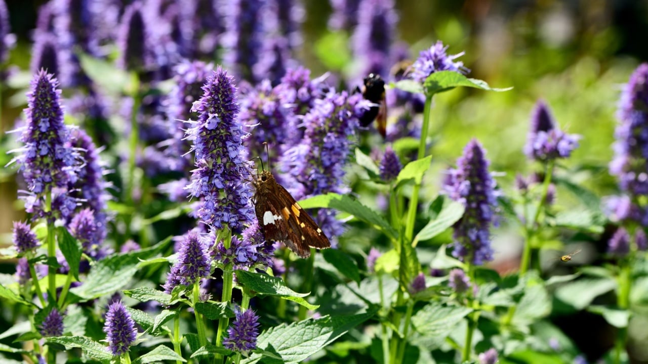 A closeup shot of a Silver spotted skipper butterfly on an agastache plant - Epargyreus clarus