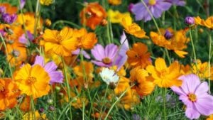 A vibrant field of orange and purple cosmos flowers in full bloom under sunlight.