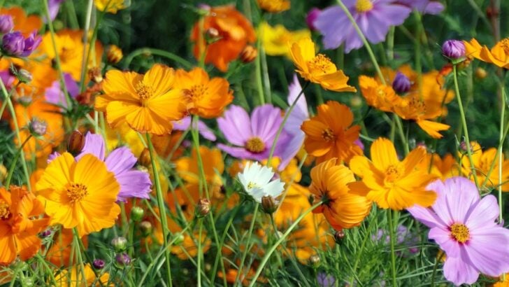 Stop Throwing Away Next Year&rsquo;s Garden: 8 Flowers That Self Seed If You Leave Them Alone