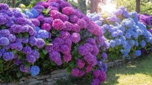 Slate retaining wall decorated with purple and blue hydrangeas garden hedge. Hydrangea macrophylla flowering shrubs. Hortensia multicolor flowers. French hydrangea blooming plants.