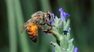 A honey bee collecting nectar on a lavender flower, South Africa