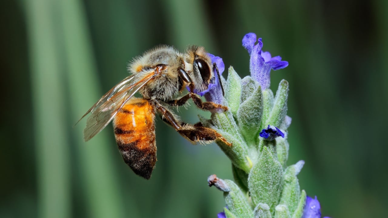 A honey bee collecting nectar on a lavender flower, South Africa