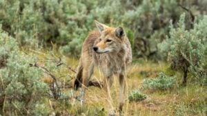 Curious Coyote Wanders Through Lamar Valley In Yellowstone National Park