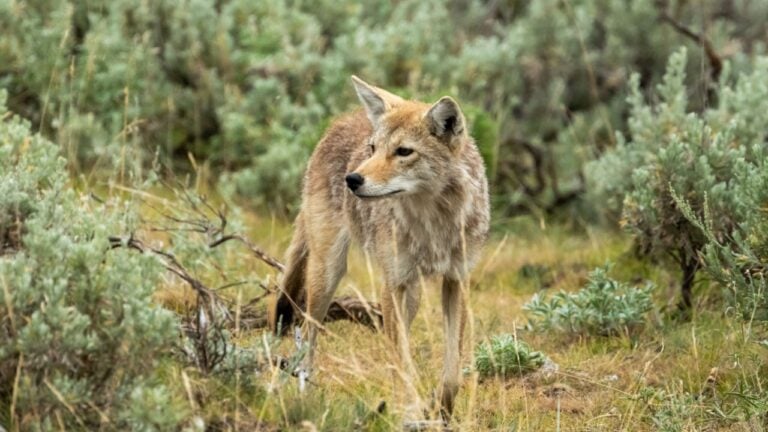 Curious Coyote Wanders Through Lamar Valley In Yellowstone National Park