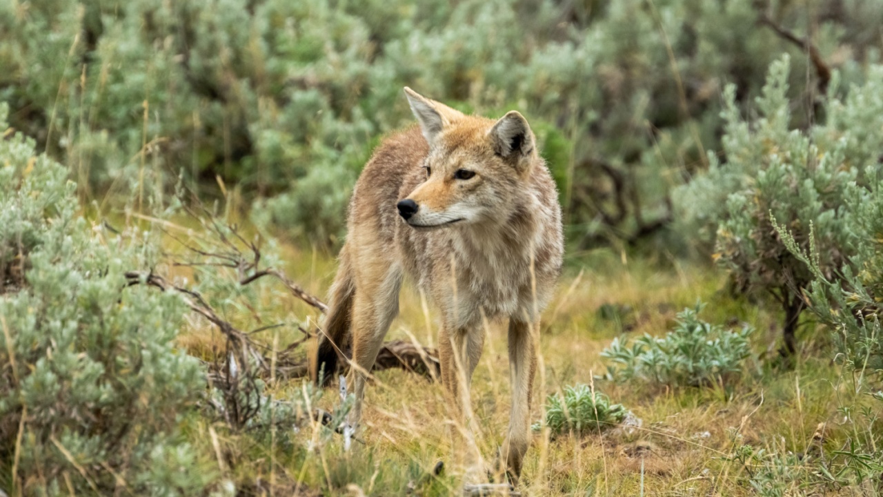 Curious Coyote Wanders Through Lamar Valley In Yellowstone National Park