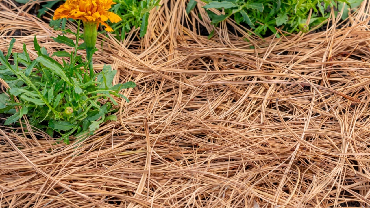 Pine straw, pine needles, mulch in flowerbed. Lawncare, gardening and backyard landscaping concept.