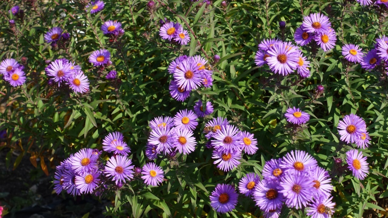 Purple flowers of Symphyotrichum novae-angliae with bees in mid October