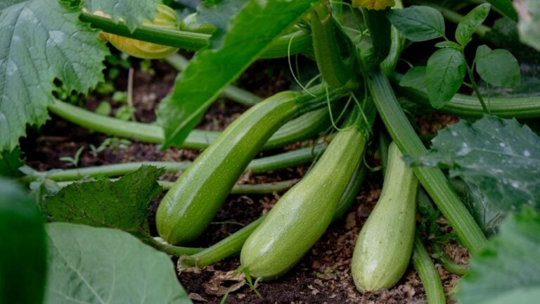 Growing zucchini in a home garden
