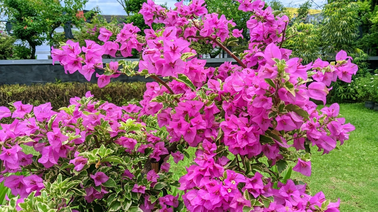 Bougainvillea, bougainvillea care, bougainvillea planting, bougainvillea propragation, tropical plants, flowering plants