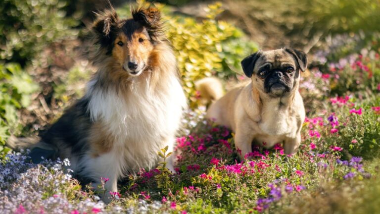 Cute dogs having fun in a garden in spring outdoors