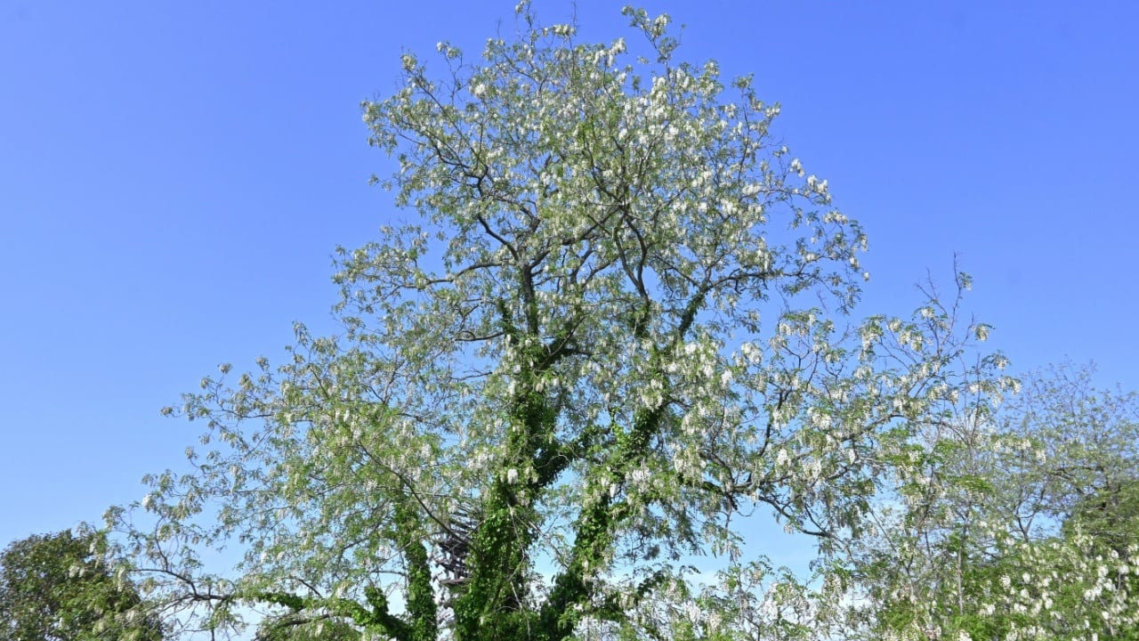  Black locust (Robina pseudoacacia) flowers. White butterfly-shaped flowers bloom in early summer, and their sweet fragrance attracts bees, making this a nectar source plant.