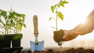 Farmer planting young tomato seedling into soil at sunrise, concept of organic gardening and food production.