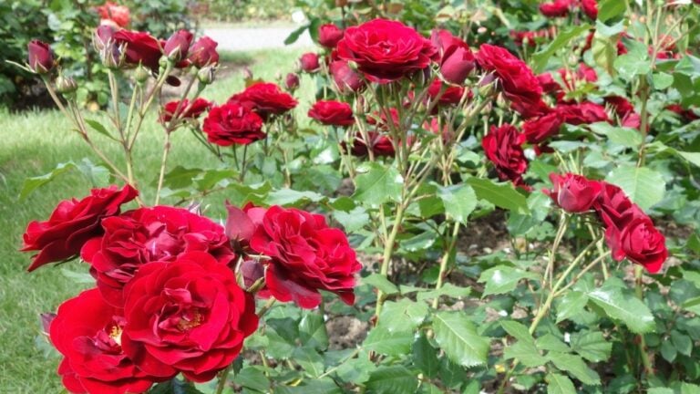 Red rose flowers in a garden
