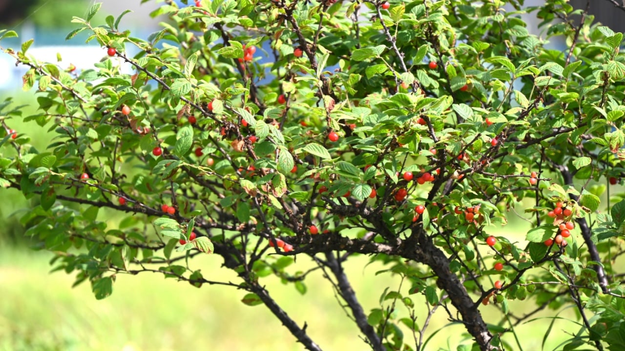 Downy cherry (Prunus tomentosa) berries. Rosaceae deciduous fruit shrub. Small round berries are produced in June and are edible when ripe and red.