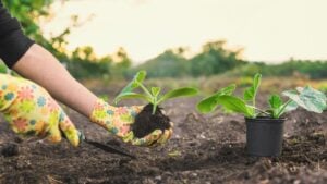 planting zucchini in the garden