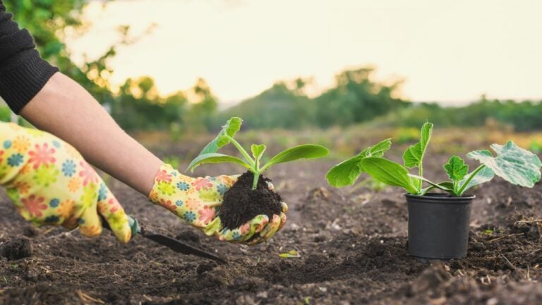planting zucchini in the garden