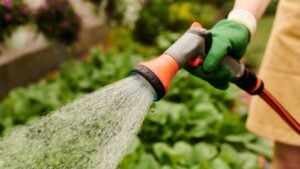 A dedicated gardener gently waters her flourishing plants, banner