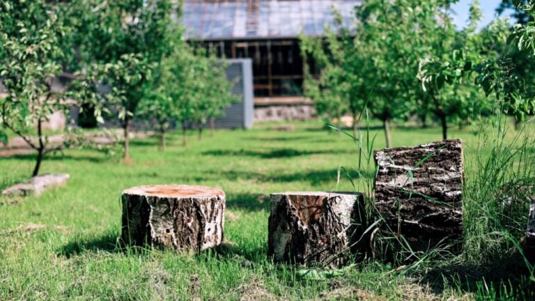 Wooden stumps on the lawn in the garden in the summer
