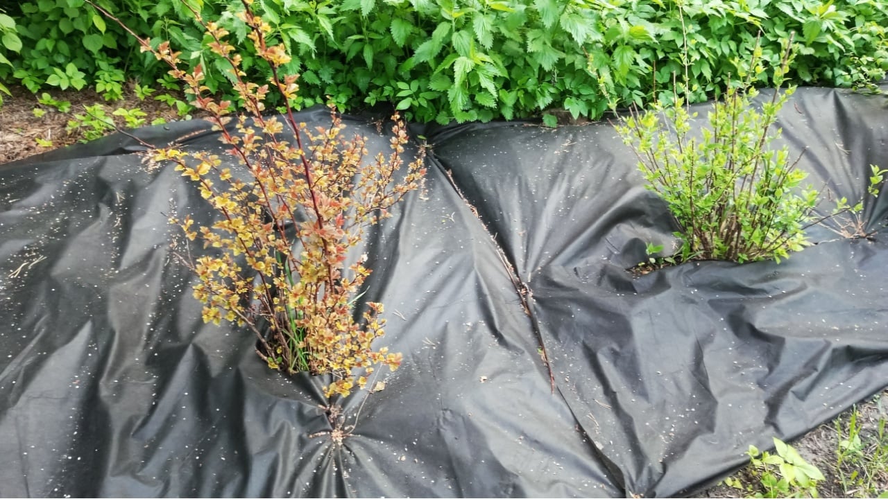 Garden black covering film for soil earth. Garden in summer daytime.