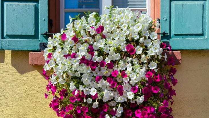 14 Cascading Plants That Bring Cottage Charm to Window Boxes and Planters