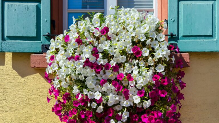 Colorful petunias in various shades of pink and white adorn a window ledge, brightening the facade of a charming building.