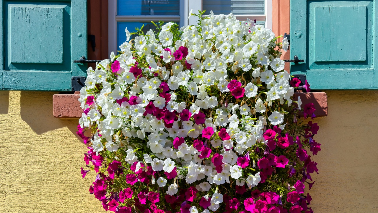 Colorful petunias in various shades of pink and white adorn a window ledge, brightening the facade of a charming building.