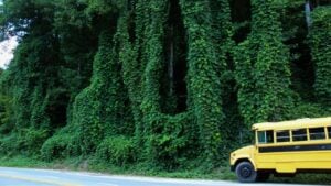 a hill and structure engulfed by kudzu vines with a school bus in the foreground