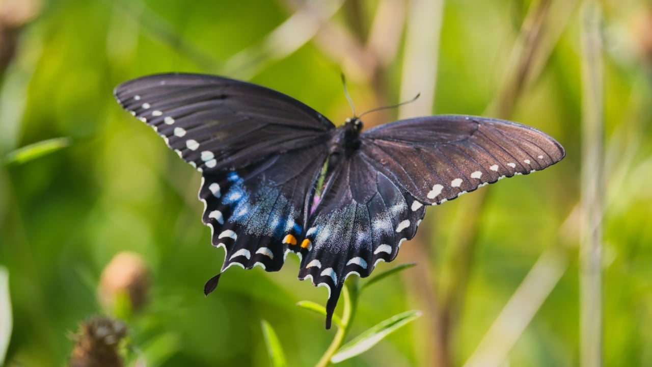A gorgeous black swallowtail butterfly in a bright field with green leaves in the blurred background