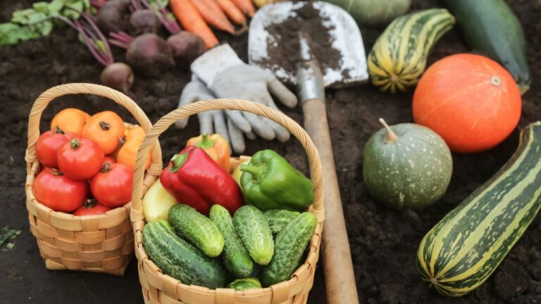 Harvesting different organic vegetables harvest in garden. Fresh carrot, beetroot, pumpkin, tomato, cucumber, pepper and potato on soil ground on garden bed close up