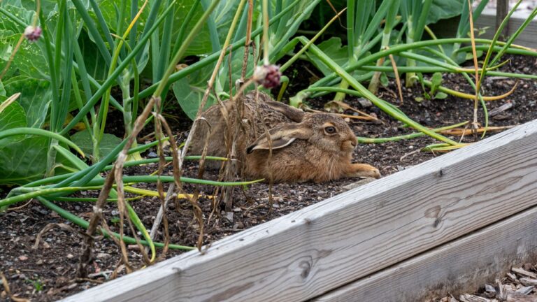 wild hare lies in cultivating box with garlic and cabbage Kumla Sweden august 1 2025