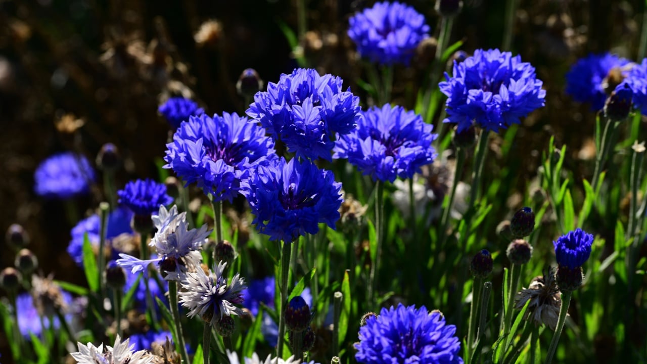 deep blue Bachelor Buttons flowers in bloom on garden plants 