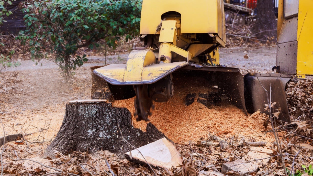 Heavy machine grinds tree stump in yard, producing wood chips as it clears the area for future landscaping work.