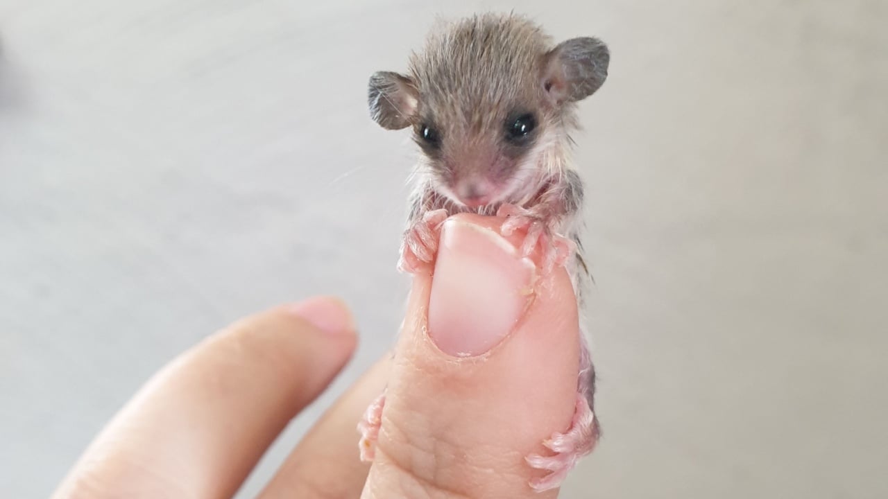 Tiny pygmy possum from western Australia