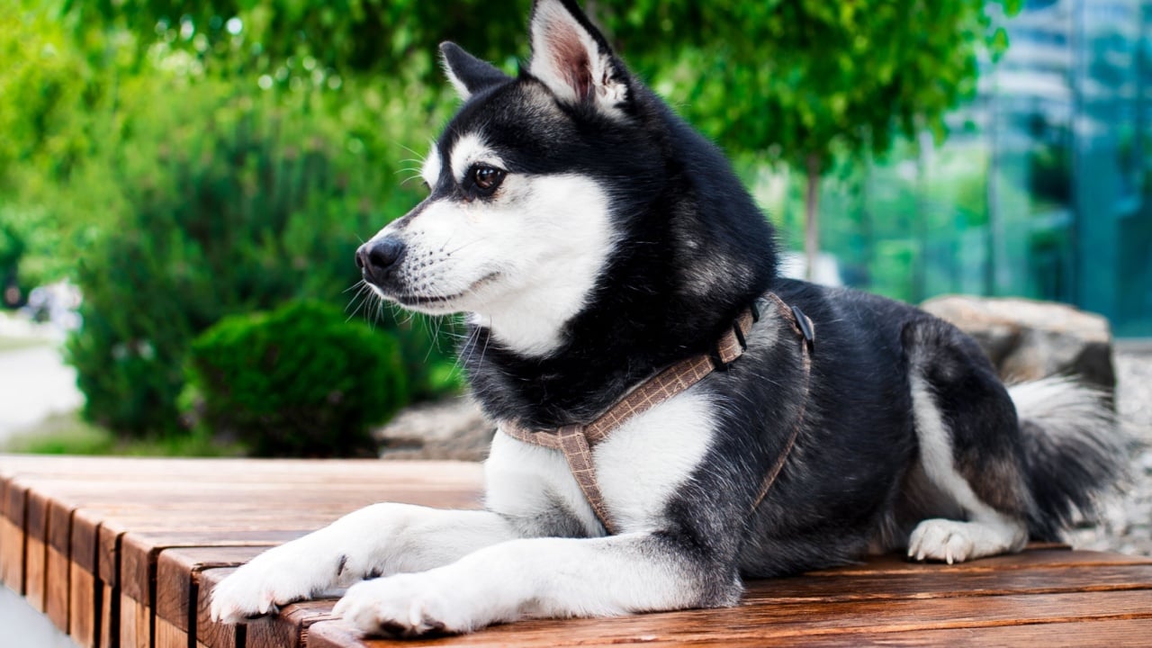 Alaskan Klee Kai dog lies sideways on a bench against the background of trees and an alley. He looks to the side. The mini husky has thick fur. Dog breeder. Guard. The photo is blurred and horizontal.