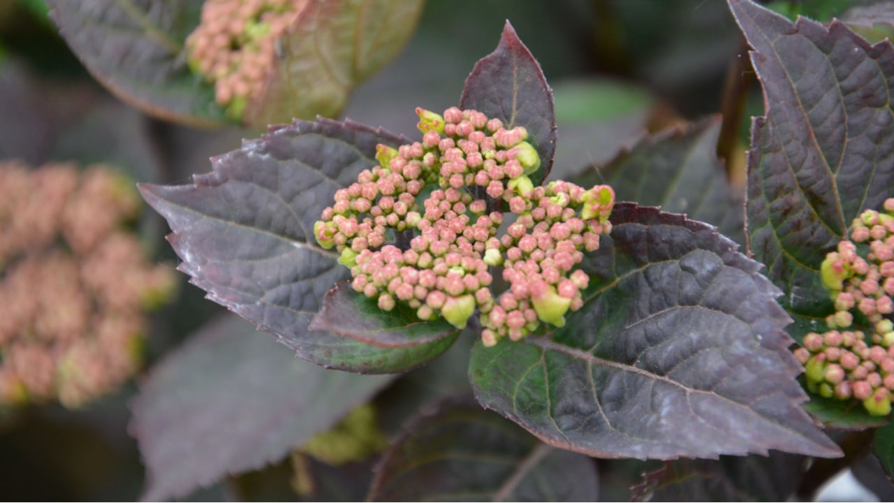 Hydrangea serrata 'Daredevil'; mountain hydrangea, shrub with red leaves