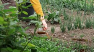 a farmer's hand holding fertilizer or seeds in a garden. farmer hand organic fertilizer seeds. sustainable farming new growth. home garden care agriculture.