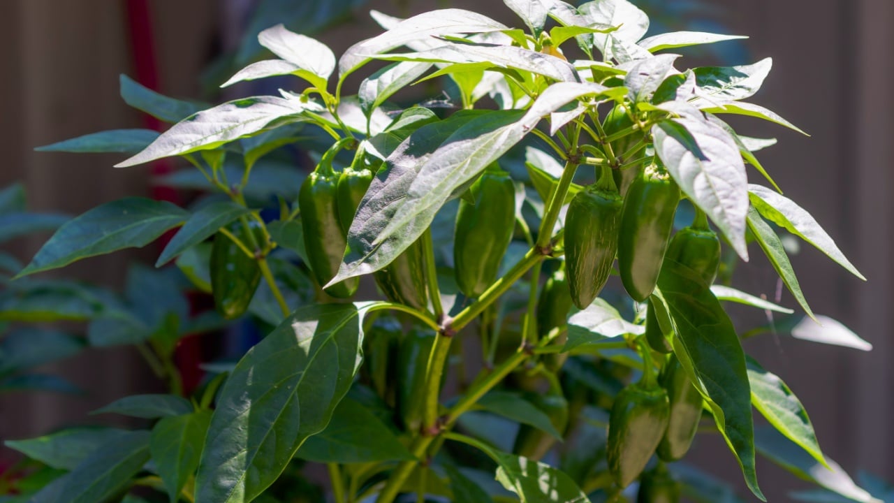 Jalapeno pepper growing in the garden
