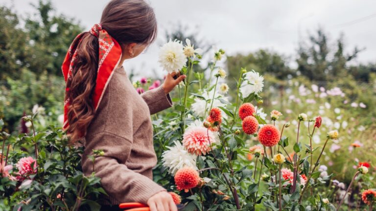 Woman gardener picking fresh dahlias flowers in autumnal garden holding basket and pruner. Stylish farmer admires blooms in fall field