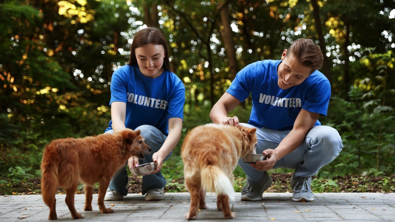 Volunteers feeding cute stray dogs outdoors. Animal rescue