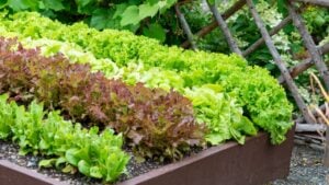 Large healthy rows of vibrant green and deep red organic lettuce greens growing in a wooden garden farm box. The above ground container is filled with rich soil. The lettuce leaves are crisp and lush.