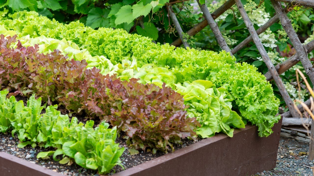 Large healthy rows of vibrant green and deep red organic lettuce greens growing in a wooden garden farm box. The above ground container is filled with rich soil. The lettuce leaves are crisp and lush.