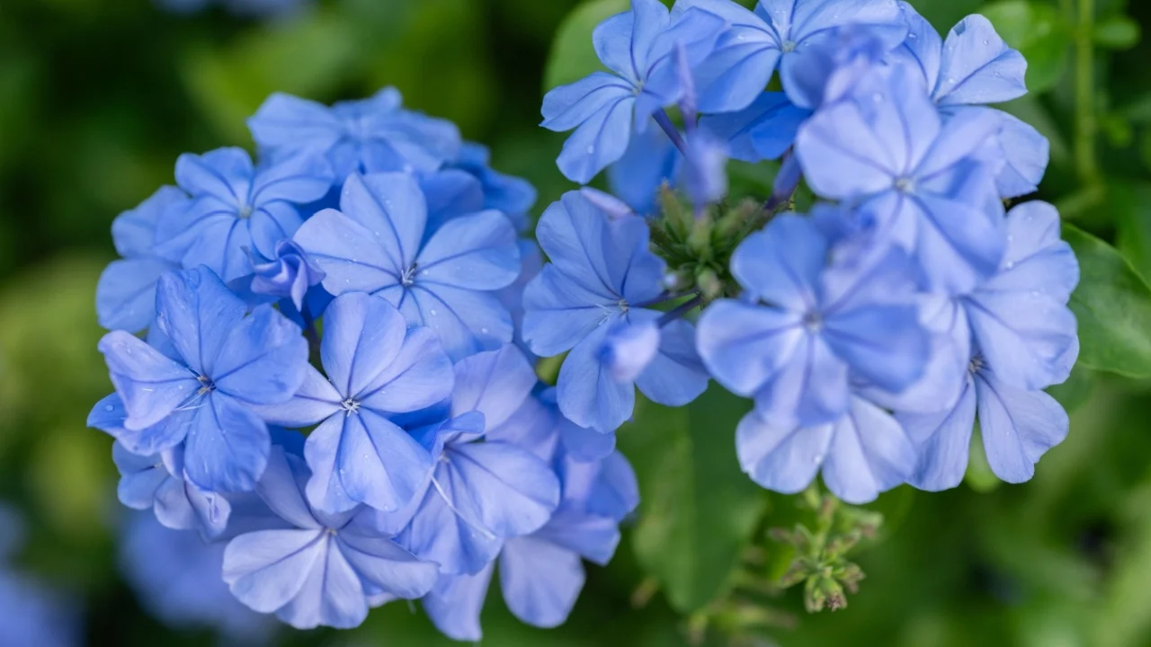 Plumbago auriculata (Cape Leadwort) flowers blooming in the garden. Plumbago is used traditionally to treat warts, broken bones and wounds.