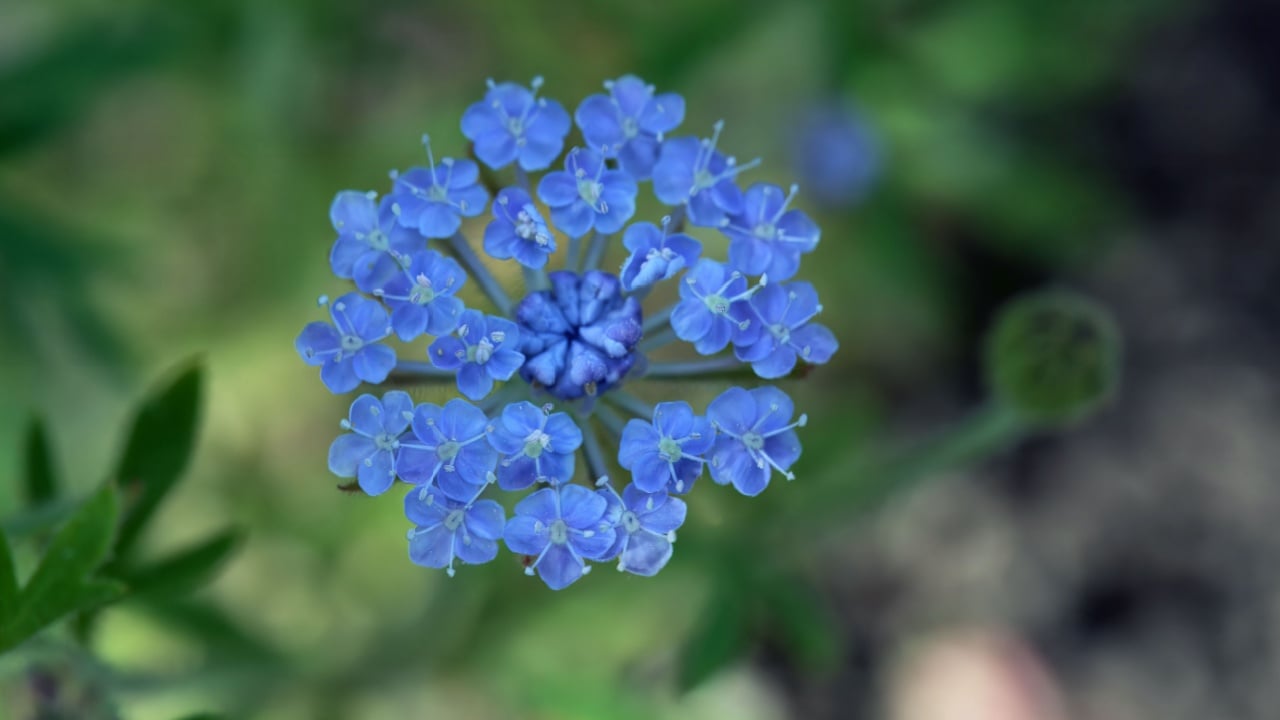 Inflorescence of a blue-lace flower, Trachymene coerulea