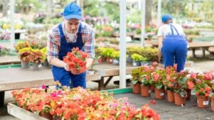Skilled male gardener in blue overalls and cap focusing on bright blooming potted Impatiens Walleriana plants in sunlit outdoor garden center