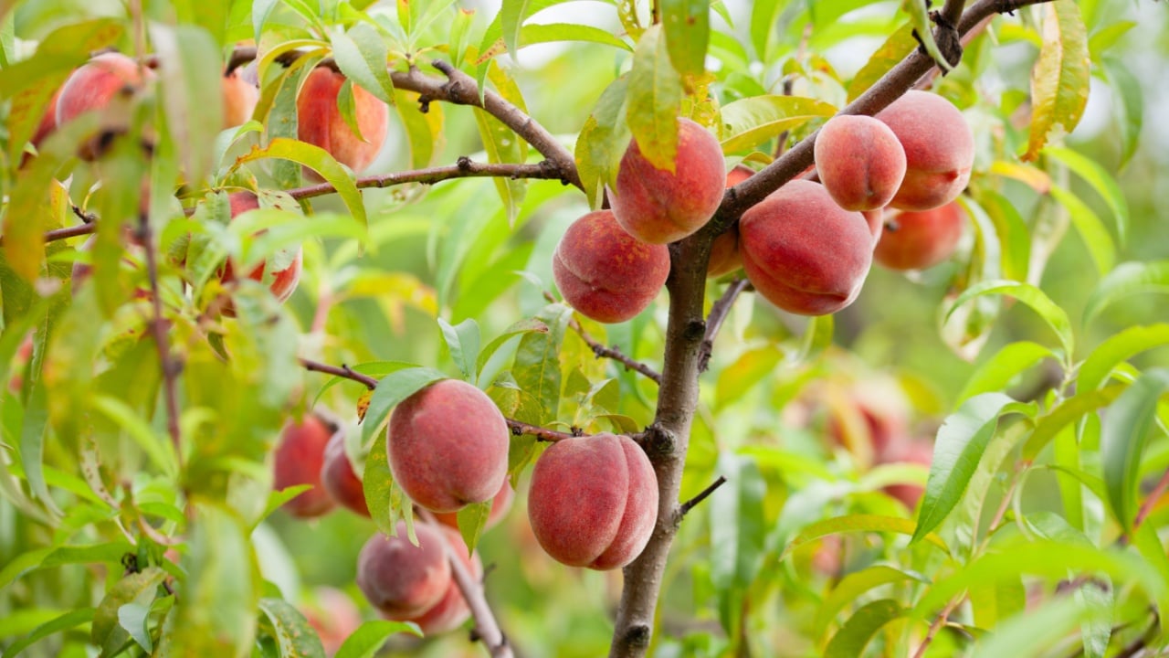 The peach fruit - Prunus persica - is a fruit bearing tree. Red, ripe peaches with juicy yellow flesh in the orchard.