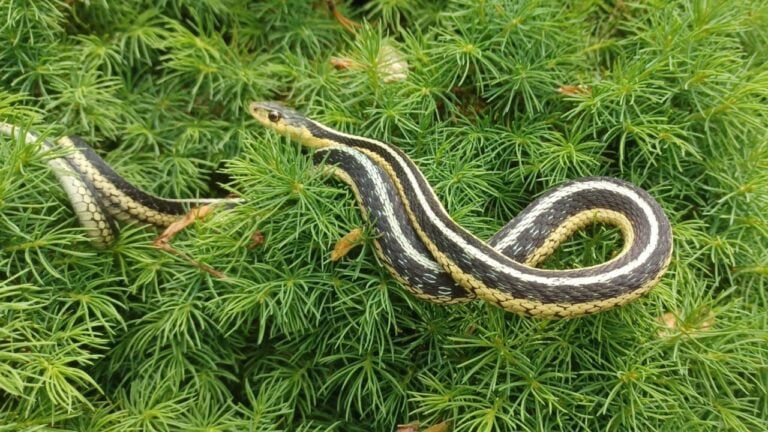 A wild garter snake rests on the dense, green foliage of a shrub.