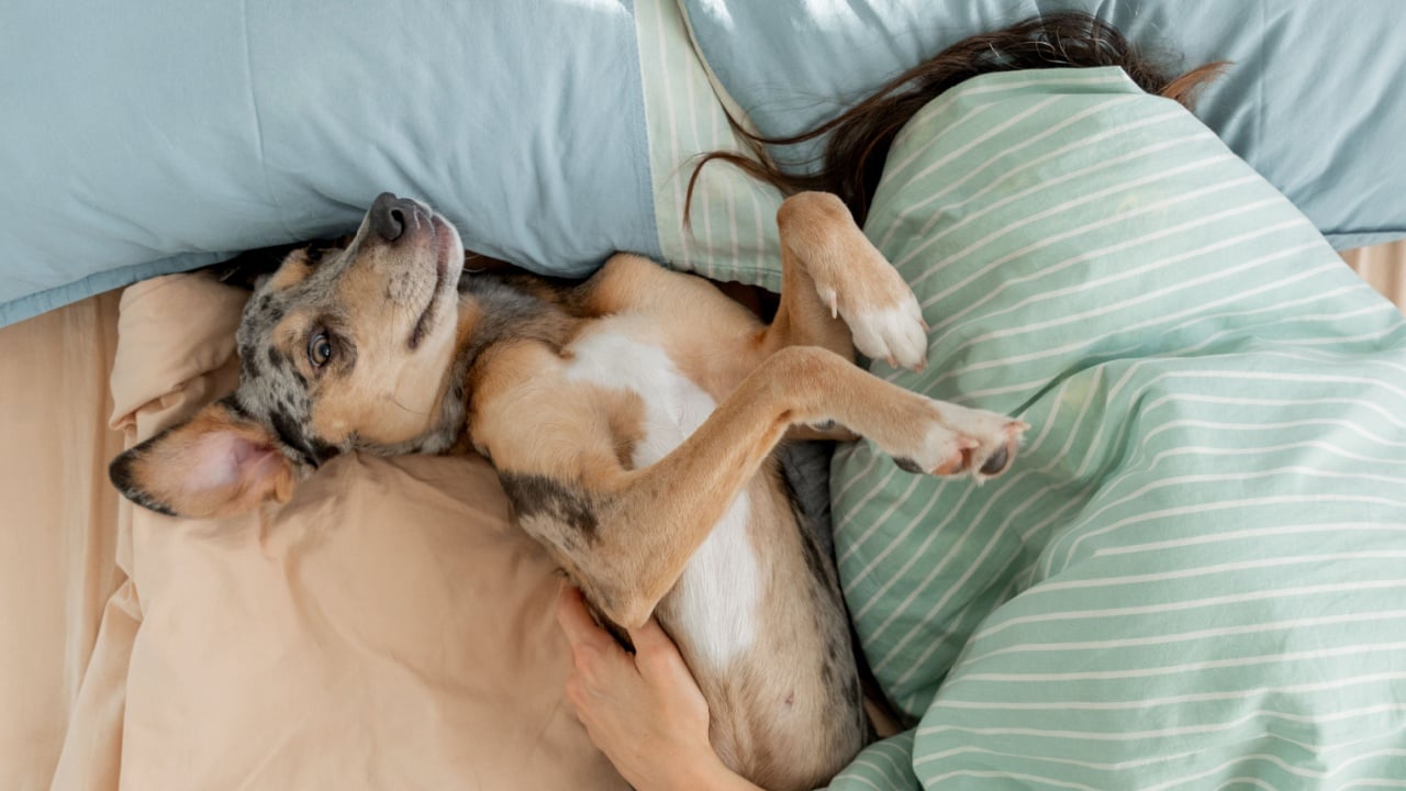 sleepy spotted Dog lies on bed under blanket with its owner, young woman is asleep. sleeping with pet in same bed. animal care, warm bed for pet. whippet is resting after walk.