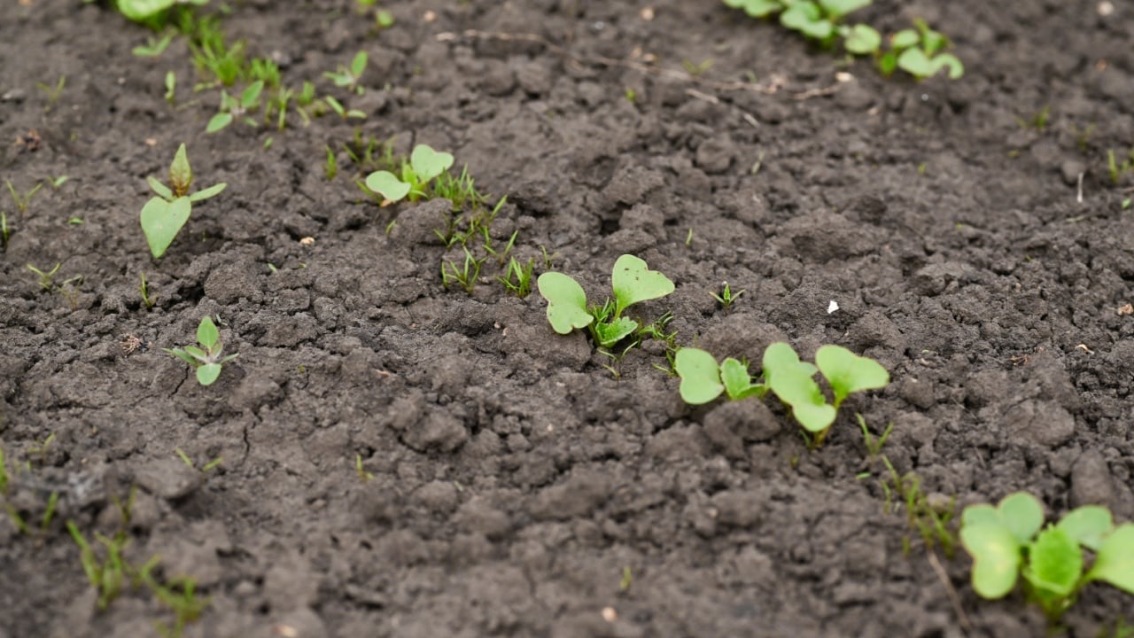 Radish seedlings growing in garden bed with dark loose soil. Radish sprouts form small green leaves in straight row, early spring planting scene, vegetable cultivation detail, organic farming concept.